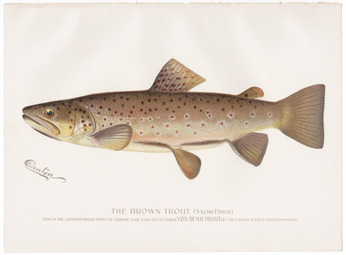 Denton fish lithograph from 1896